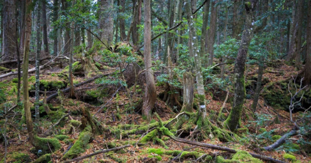 Khung cảnh rừng Aokigahara dưới chân núi Phú Sĩ với cây cối dày đặc và mặt đất dung nham phủ rêu.