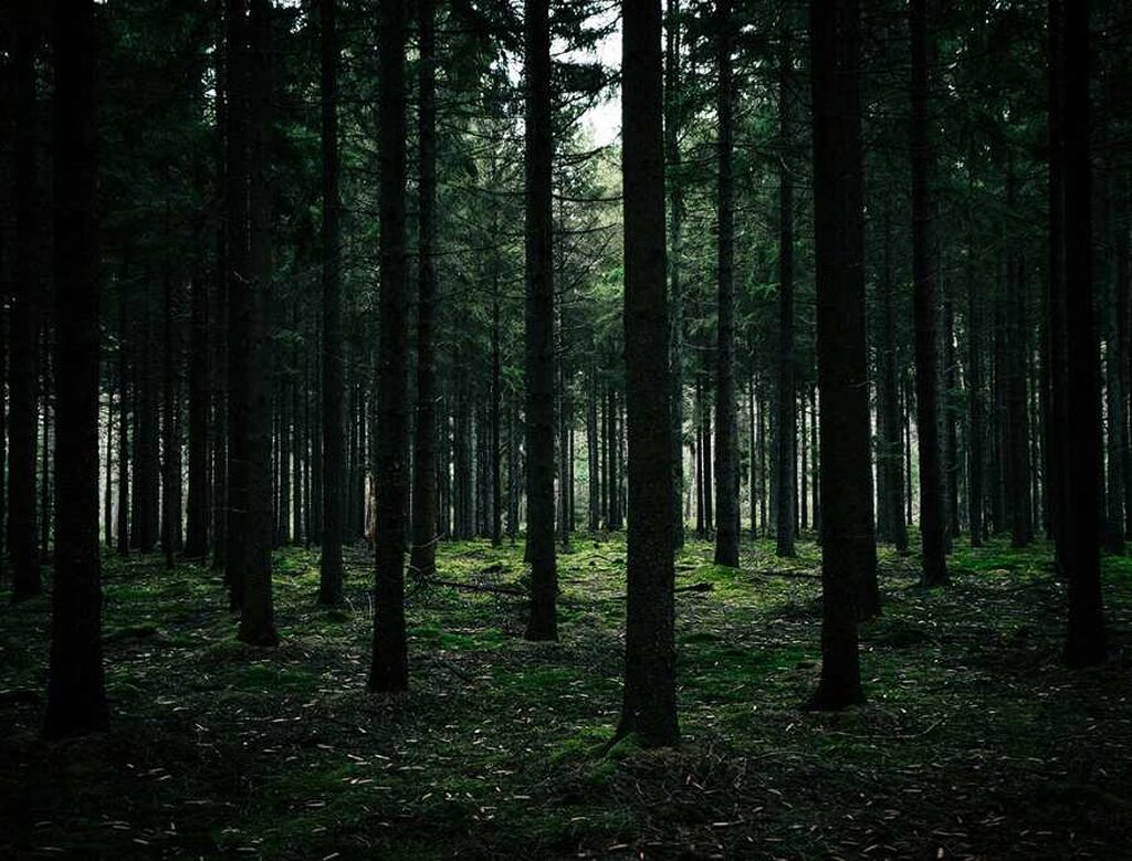 Rừng Black Forest Đức với rừng thông dày đặc và sương mù tạo khung cảnh u tối