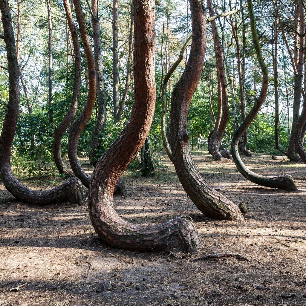 Rừng Crooked Forest ở Ba Lan với những cây thông cong kỳ lạ cùng hướng