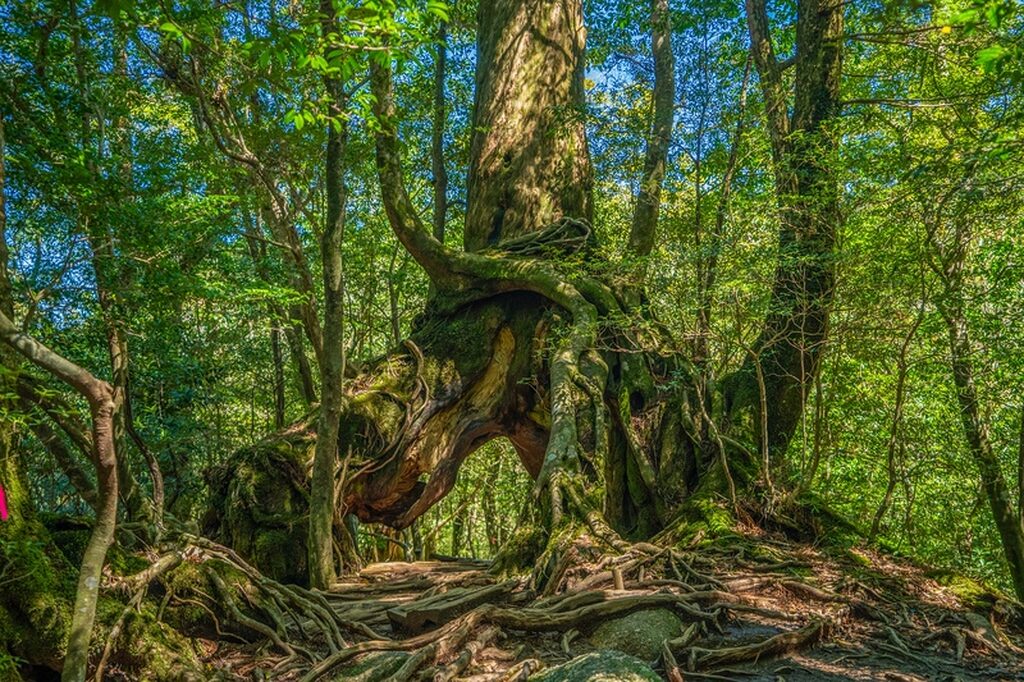 Rừng Yakushima Nhật Bản với cây tuyết tùng cổ đại phủ rêu và sương mù dày