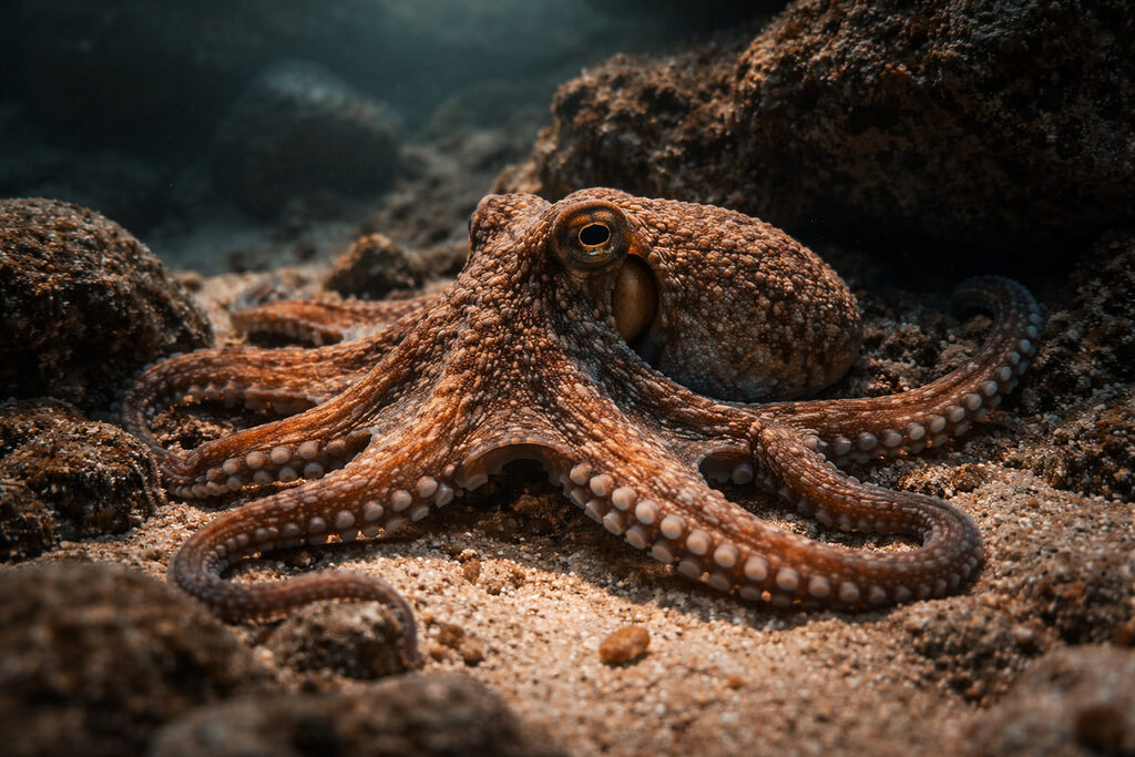 Bạch tuộc bò chậm dưới đáy biển và ngụy trang với môi trường, cách di chuyển giúp tiết kiệm năng lượng thay vì bơi