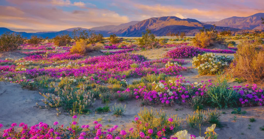 Hiện tượng super bloom tại Death Valley khi hoa dại nở rực rỡ giữa sa mạc khô cằn