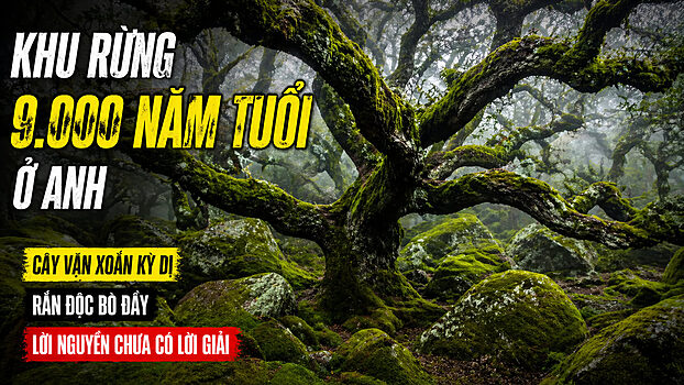rừng Wistman's Wood