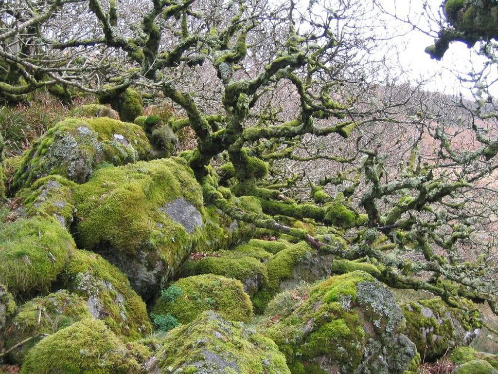 Cây sồi vặn xoắn kỳ dị phủ rêu tại khu rừng Wistman’s Wood ở Anh