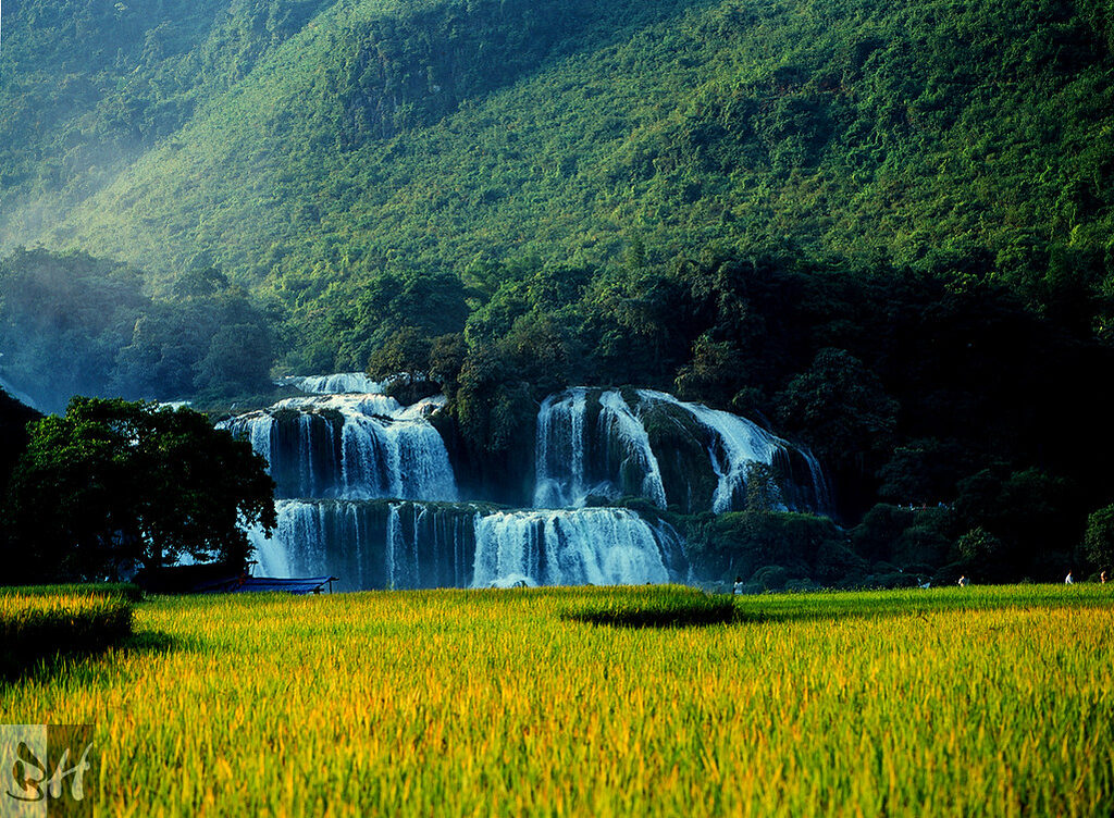 thác Bản Giốc mùa thu nước xanh trong hiền hòa với ruộng lúa vàng hai bên bờ